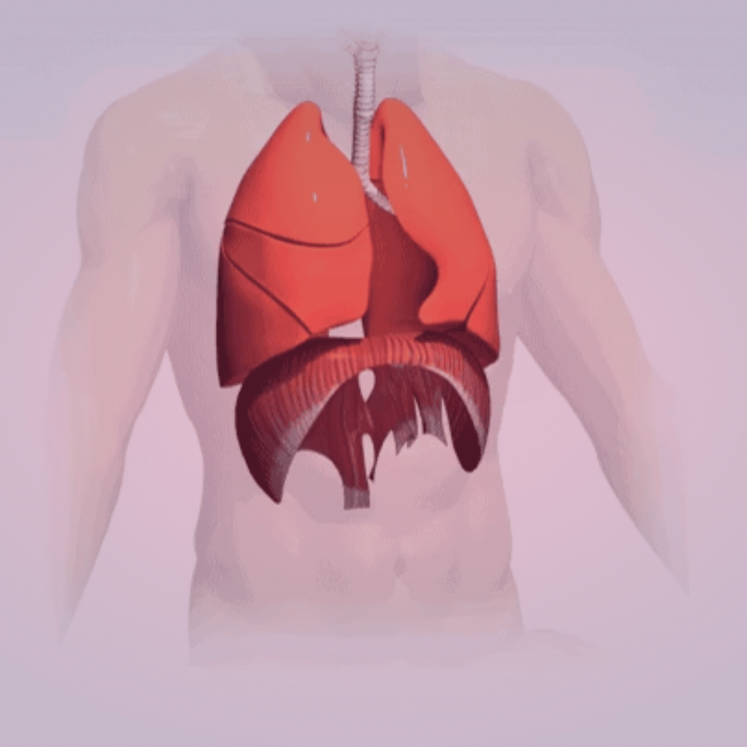 The Diaphragm